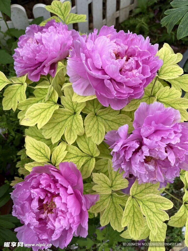 娇艳紫牡丹绽放绿叶中