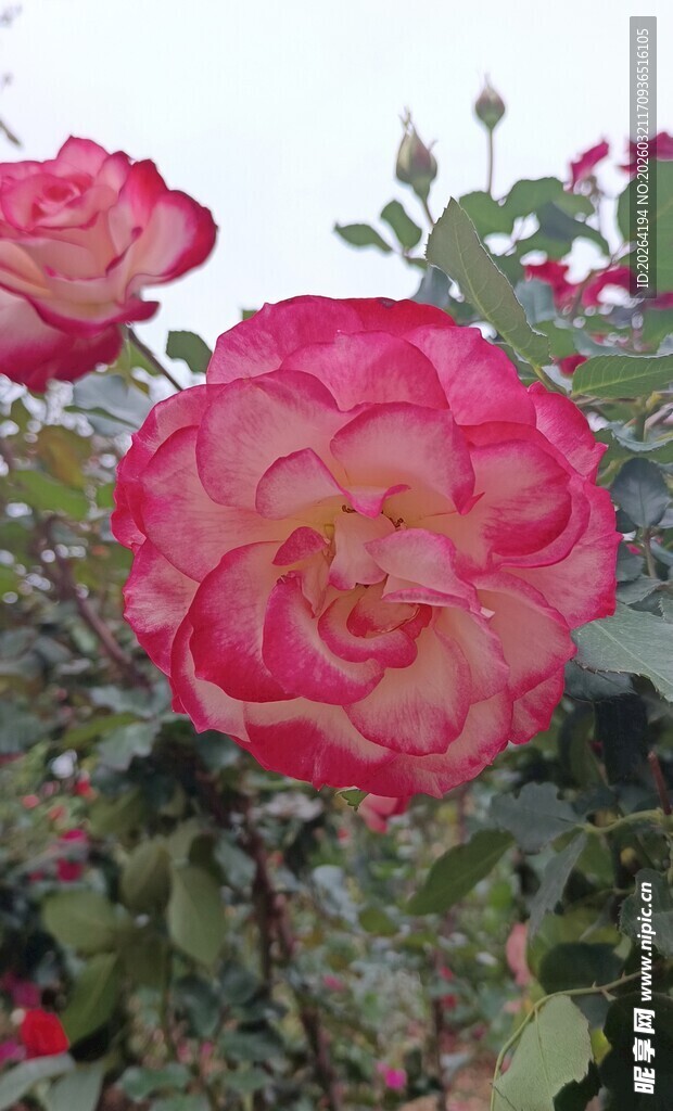 娇艳双色月季花绽放