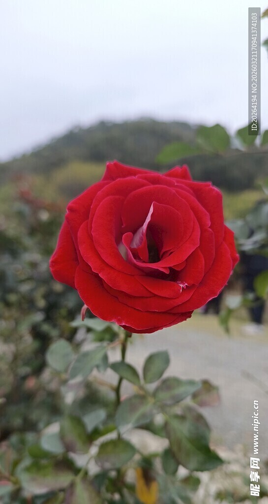 娇艳红玫瑰绽放于户外