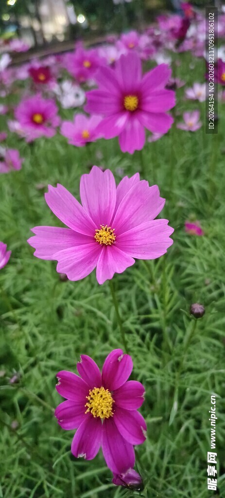 美丽波斯菊绽放于草地