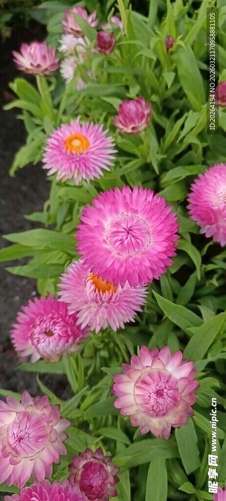 蜡菊 缤纷美丽的粉色花朵绽放