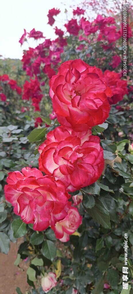 娇艳红玫瑰绽放