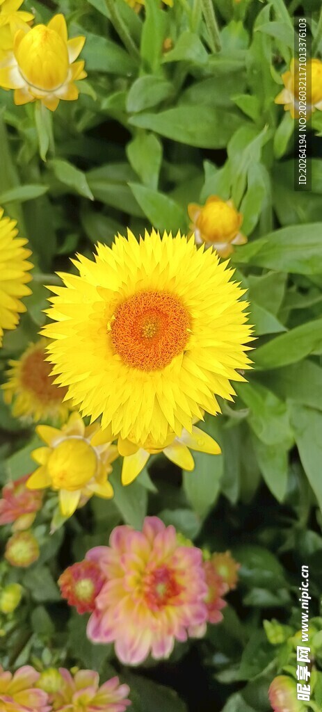 多彩小菊花绽放