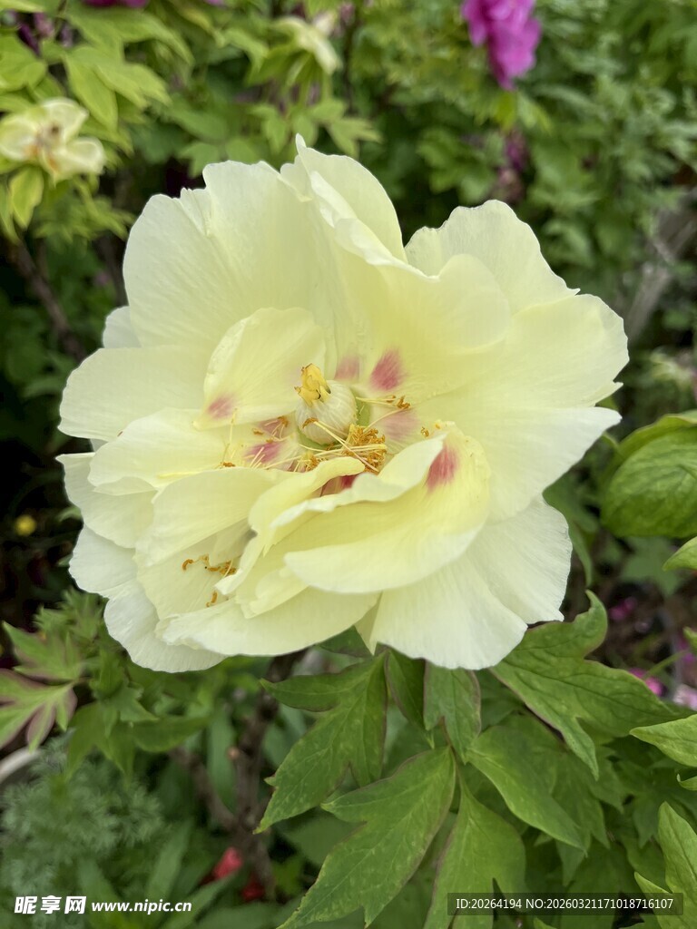 淡黄牡丹花绽放瞬间