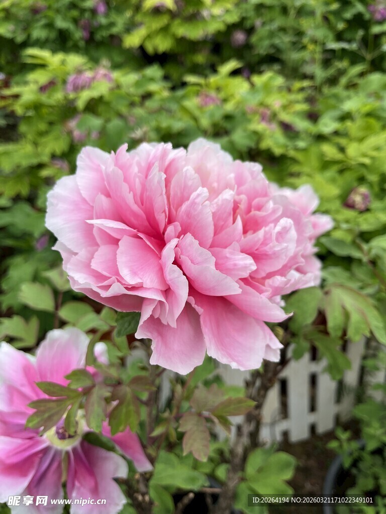 娇艳粉色牡丹花绽放