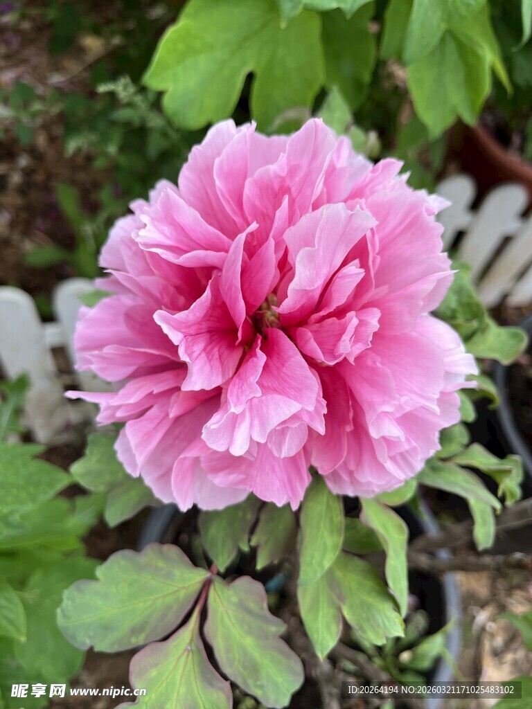 娇艳盛开的粉色牡丹花