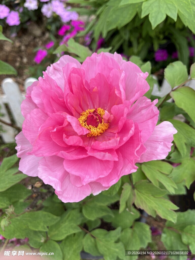 娇艳粉色牡丹花绽放