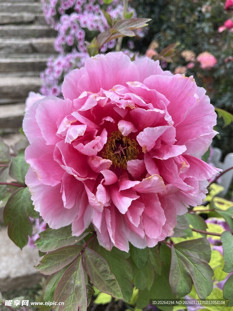 娇艳盛开的粉色牡丹花