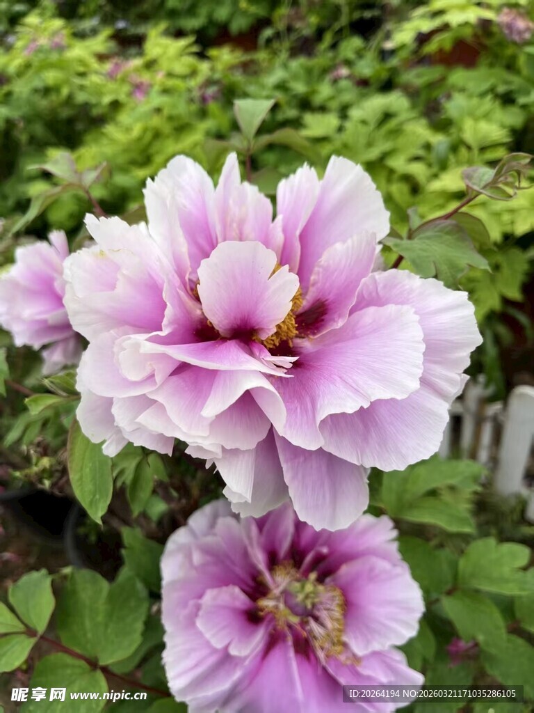 娇艳盛开的粉色牡丹花