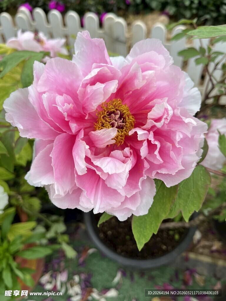 娇艳粉色牡丹花绽放