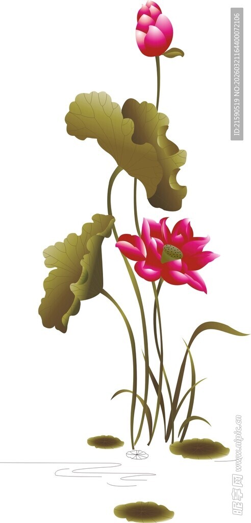 水墨风荷花插画