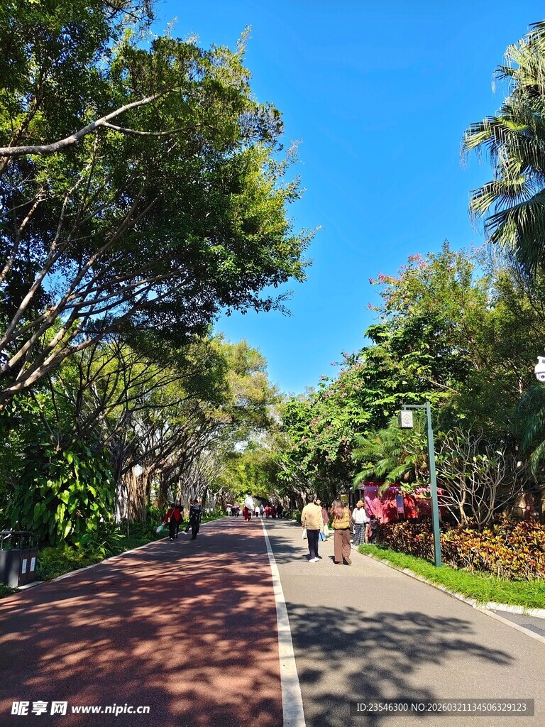 阳光林荫下的惬意骑行道