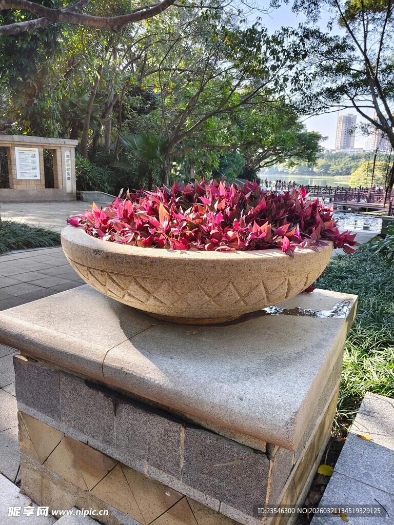 石台上大碗盛放的红植物