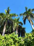 蓝天椰树绿意盎然景观