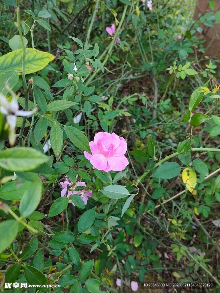 野外绽放的娇艳粉色小花