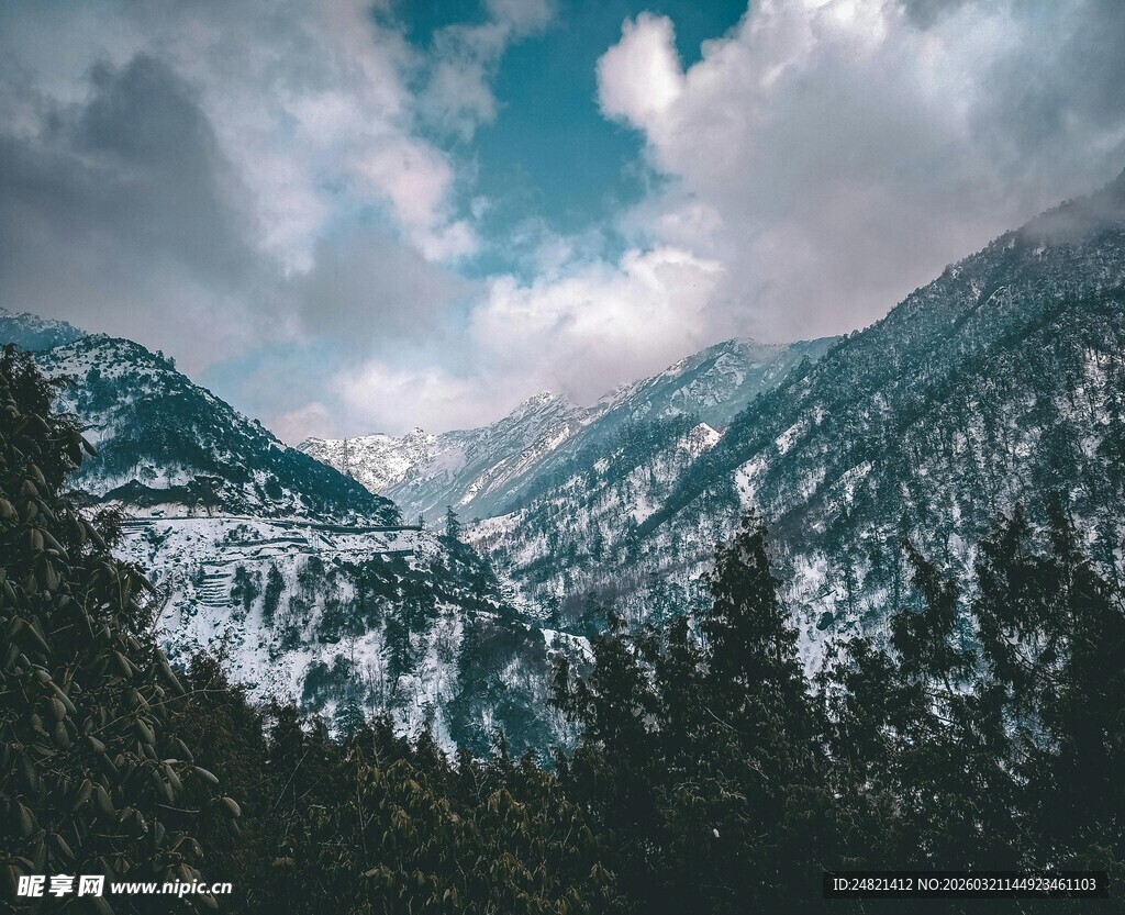 雪山松林间的壮阔美景
