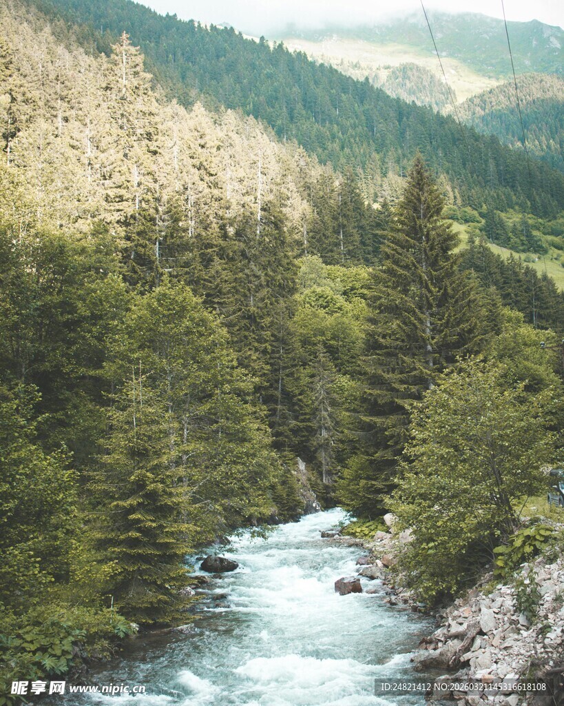 山间溪流穿林而过