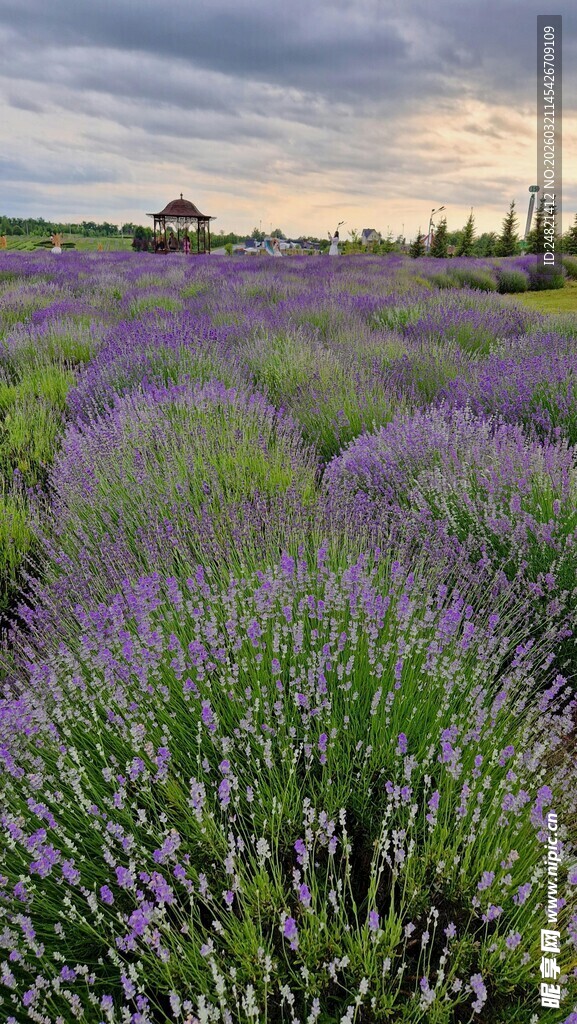 紫色薰衣草花田的浪漫景象