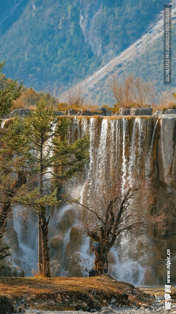 山间瀑布旁的挺拔树木