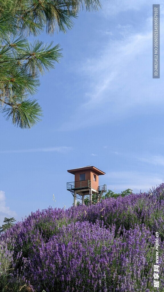 薰衣草田中的瞭望塔
