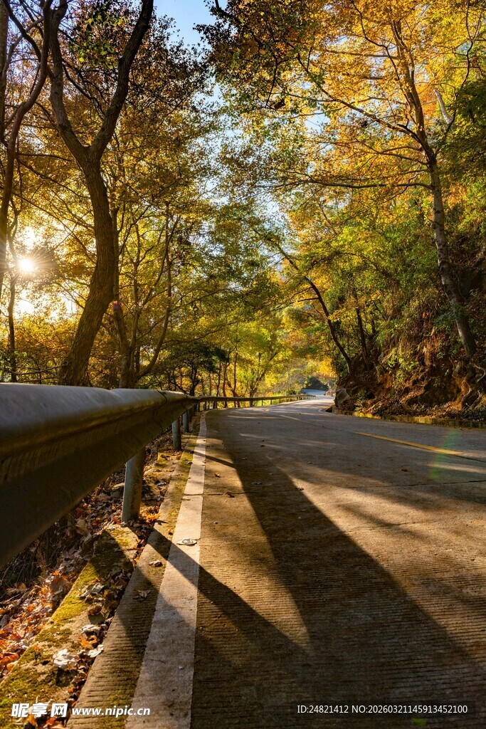 秋日林间公路美景