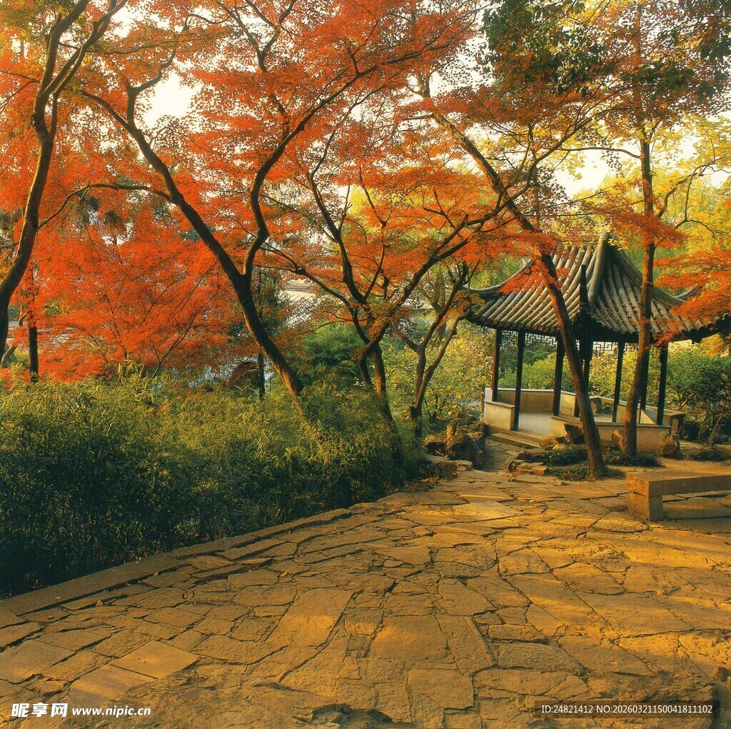 秋日枫林下的静谧小道