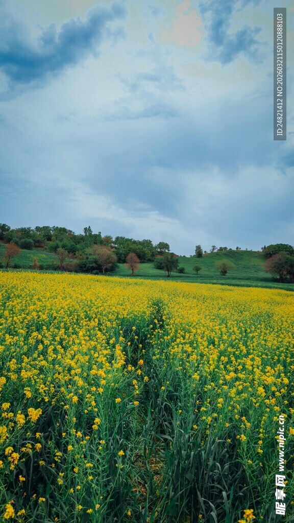 金黄油菜花田的美丽景致