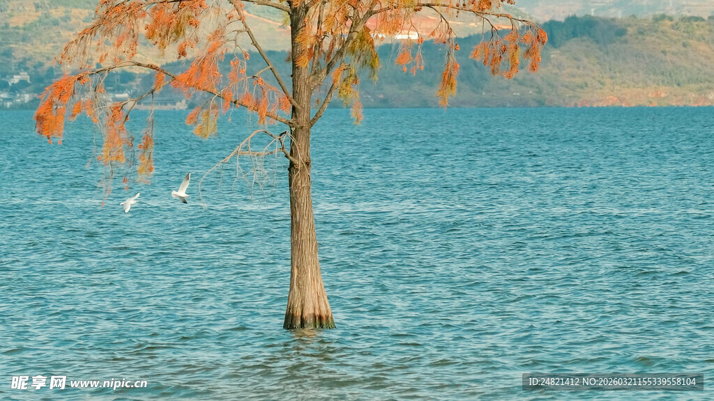 水中孤树与飞鸟的景致