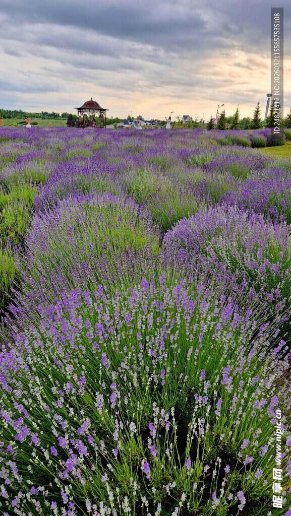 紫色薰衣草花田美景