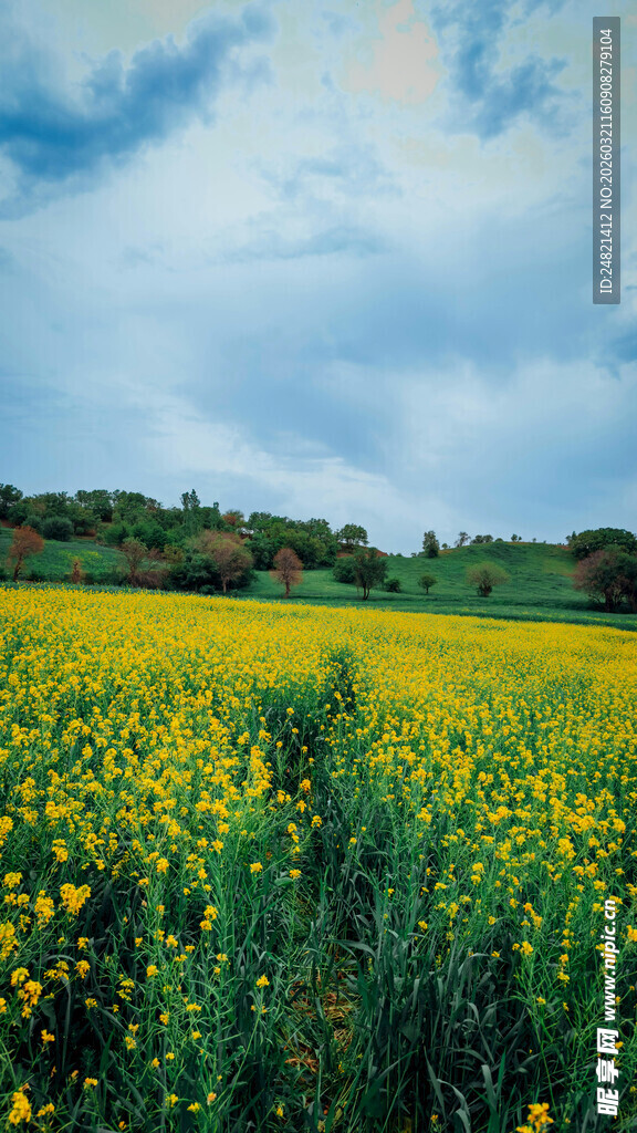 金黄油菜花田的美丽景致