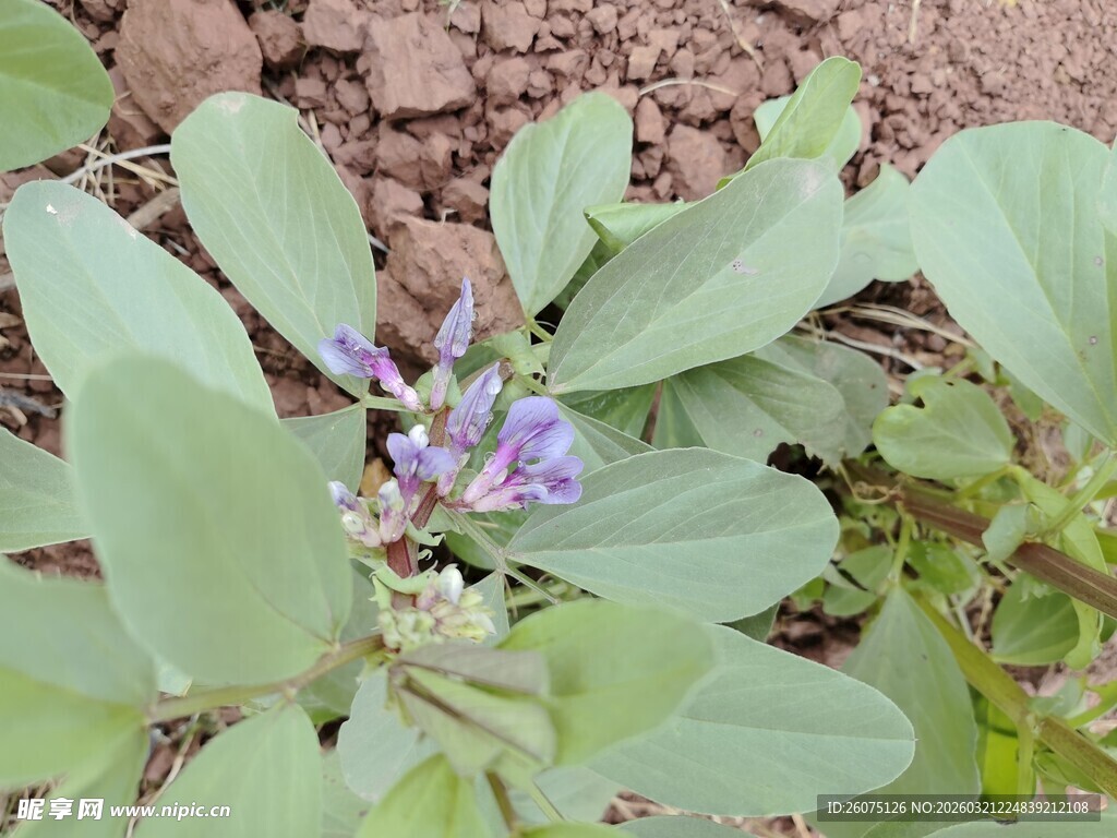 紫色小花绽放于绿叶间