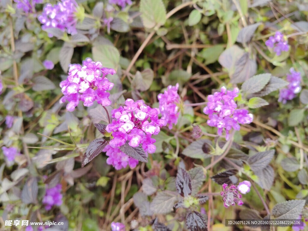 紫色小花绽放生机