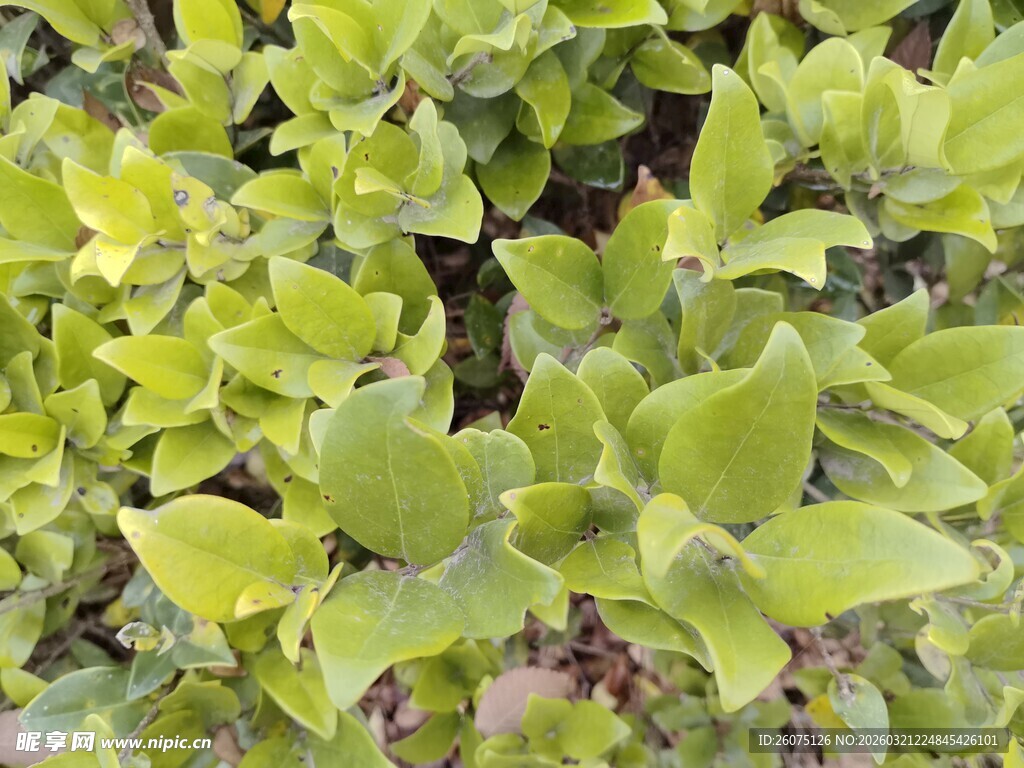 嫩绿植物叶片特写