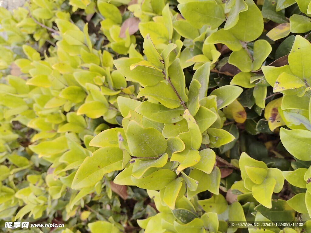 嫩绿叶片植物近景