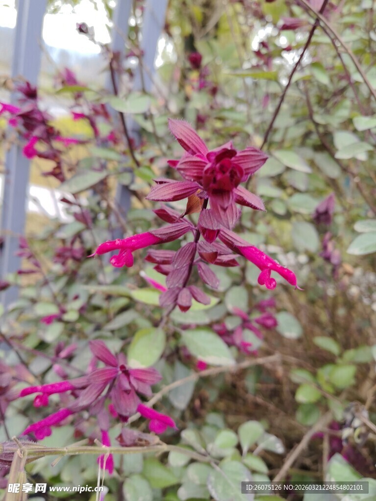 艳丽紫花绽放绿叶间