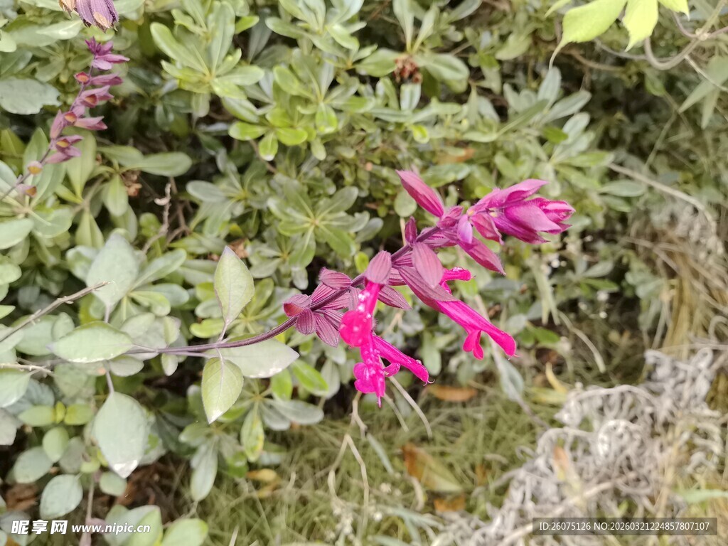 绿叶间的艳丽粉色花朵