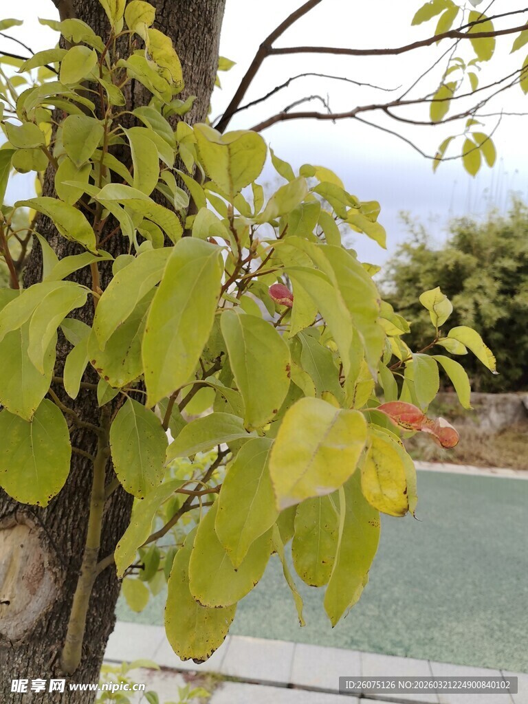 绿叶繁茂的树木枝干
