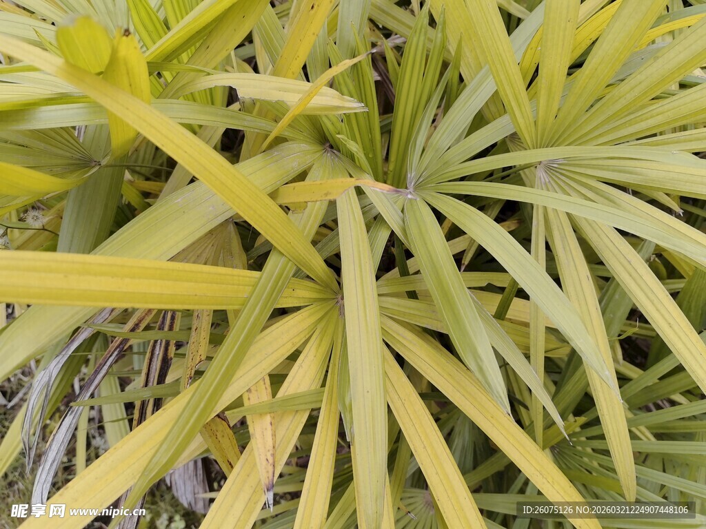 金黄棕榈叶特写