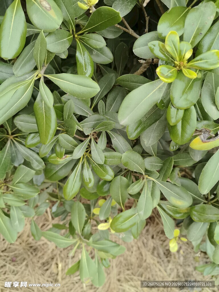 绿叶繁茂的植物景观