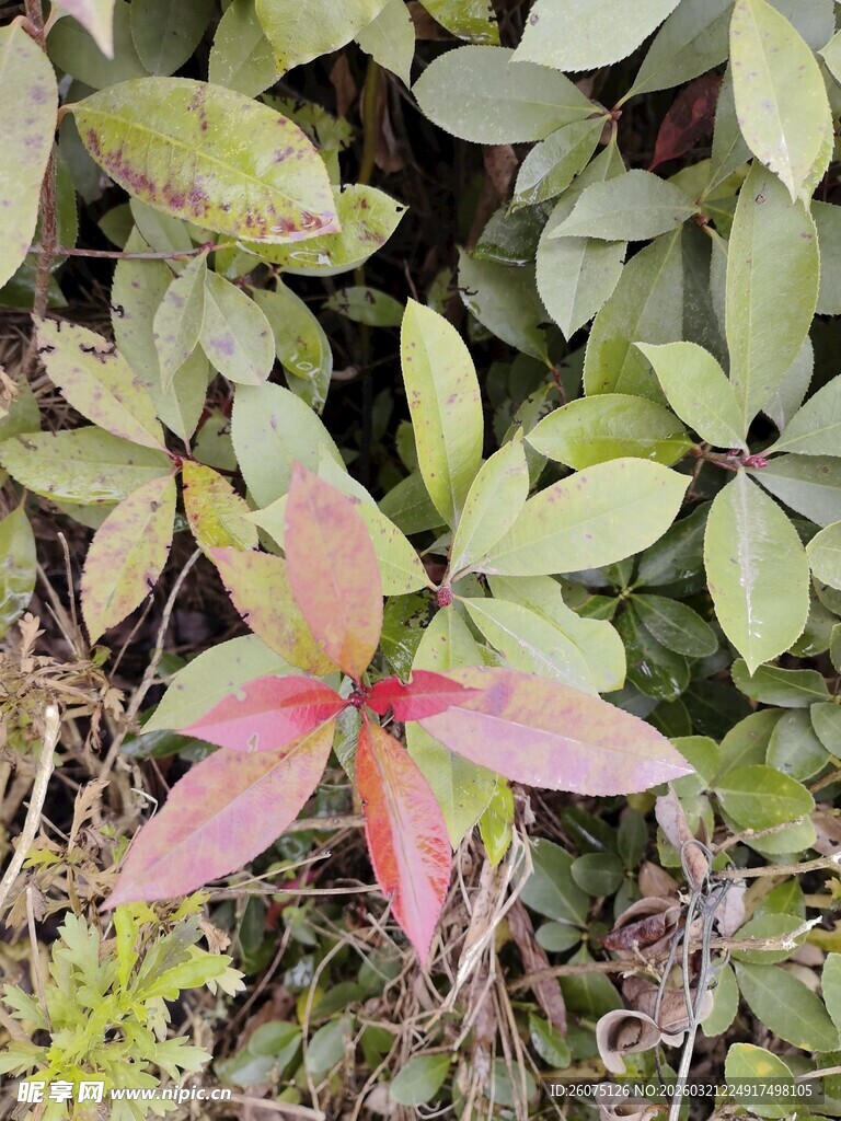 绿叶丛中一抹红的植物