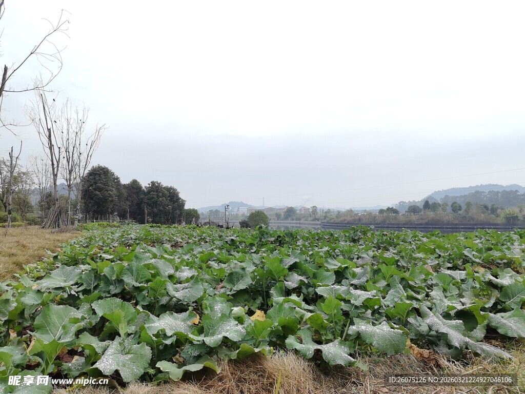 田园白菜种植景象