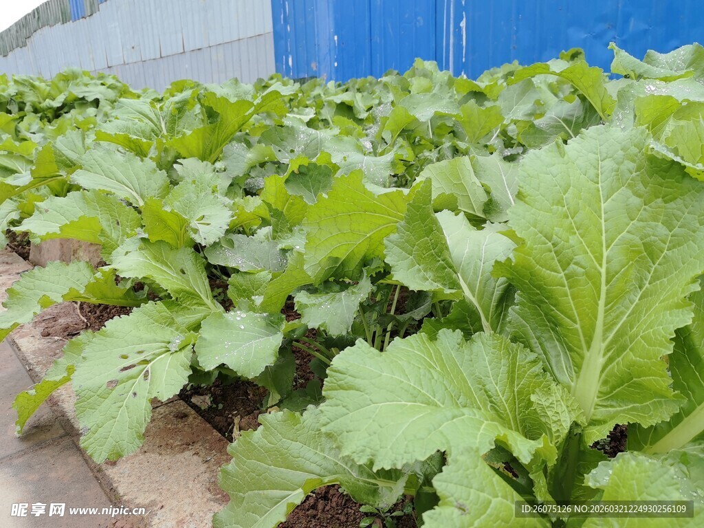 菜园里的鲜嫩绿色蔬菜