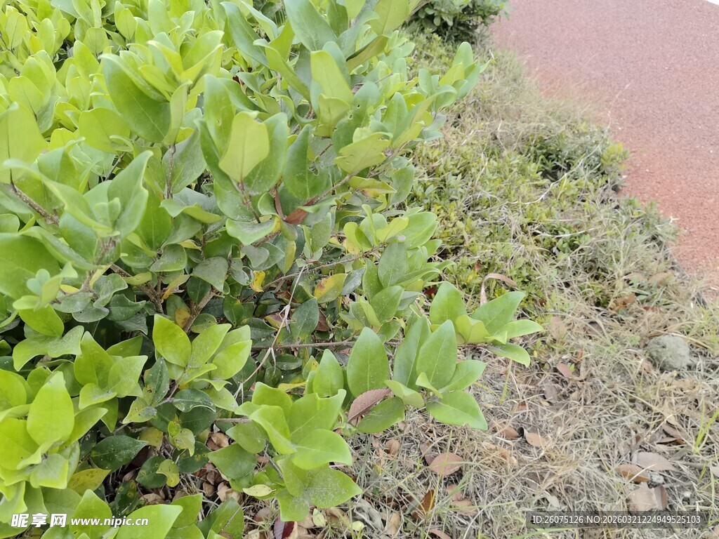 路边翠绿植物特写