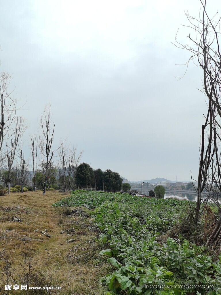 田野风光冬日植被景象