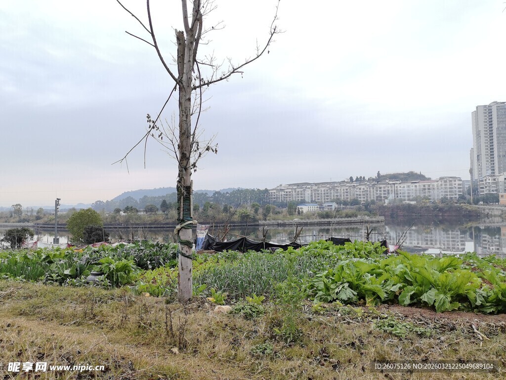 城郊荒地旁的孤树与绿植
