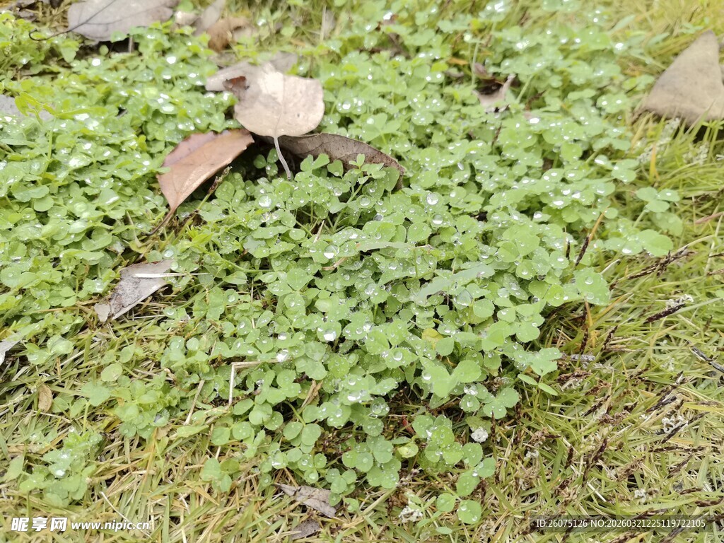 嫩绿小草上的枯叶