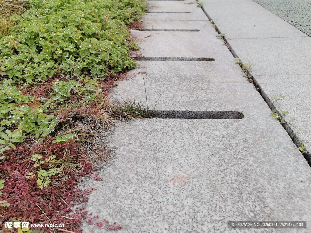 人行道上的绿植与排水口