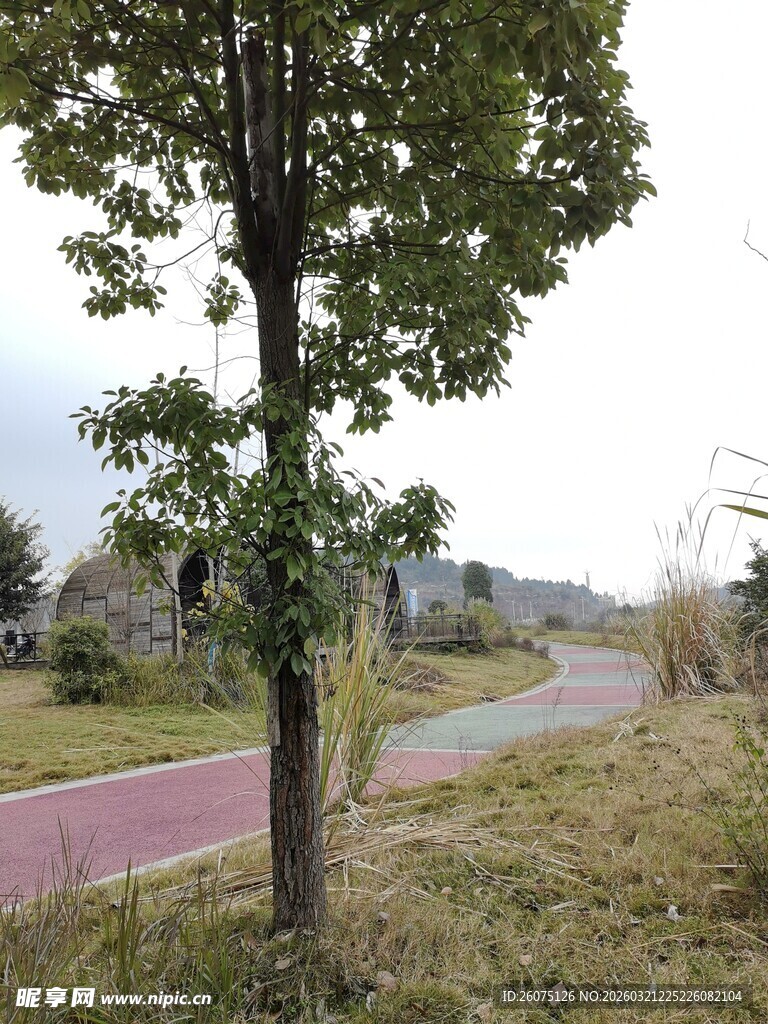 乡间小路旁的绿树风景