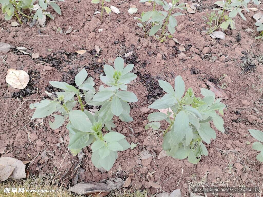 田间生长的翠绿蔬菜植株