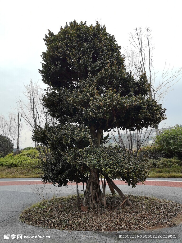 造型独特的景观树